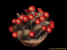 Echinocereus pacificus ssp. mombergerianus 1578